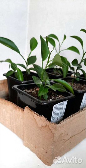 Мандариновое дерево Ростки