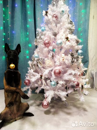 Дрессировка собак, кинолог