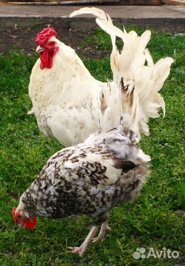 Пушкинские Куры семья 4+1