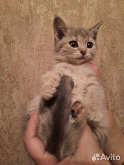 Котенок шотландский девочка