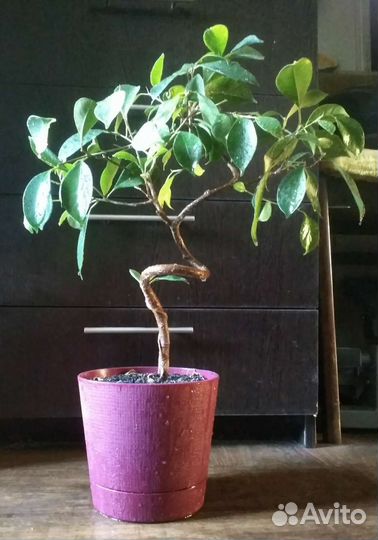 Фикусы взрослые, витые