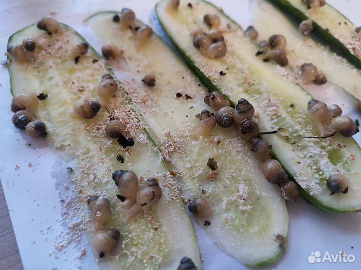 Улитка ахатина недавно родившаяся