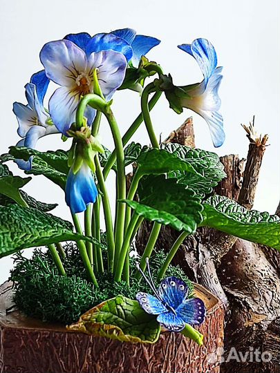 Лесные фиалки