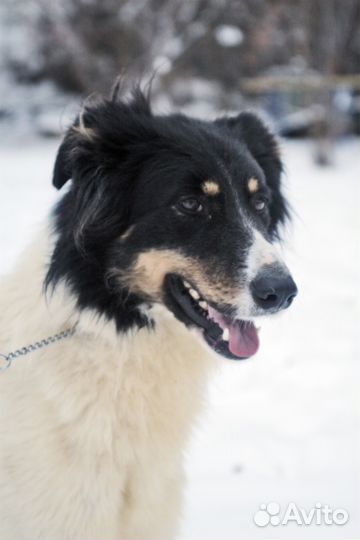 Благородный красавец хочет поделиться секретом