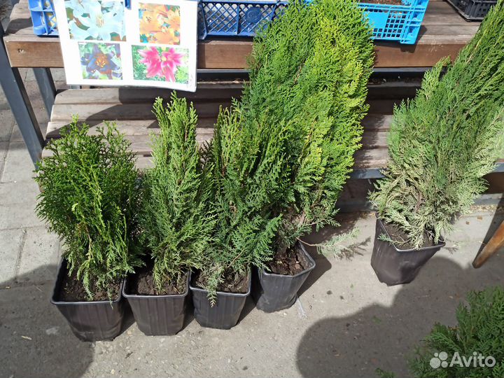 Можжевельник,туя смарагд,туя брабанд