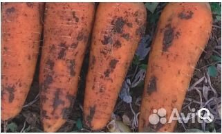 Семена Моркови 