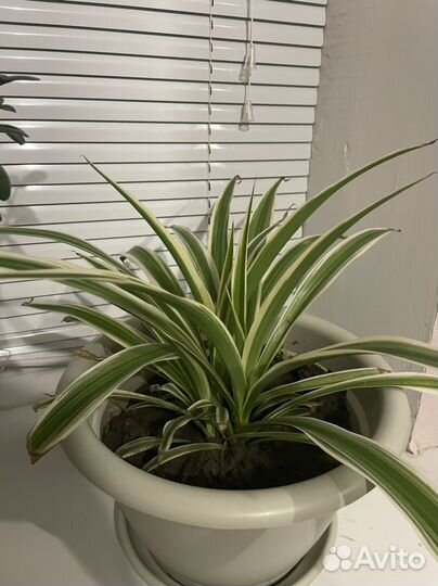 Хлорофитум