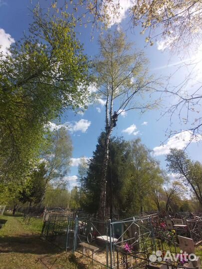 Спил деревьев