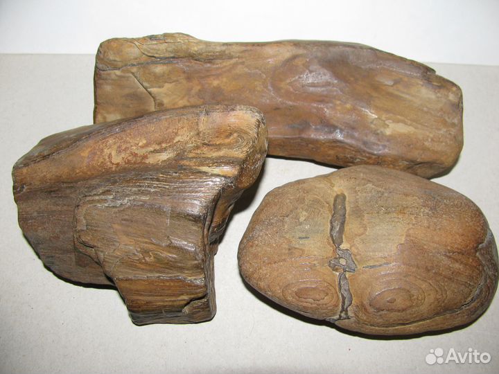 Окаменелое дерево (в коллекцию)