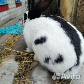 Кролик «Строкач» или немецкий пестрый великан