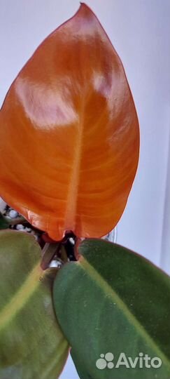 Филодендрон