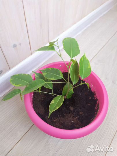 Фикус бенджамина