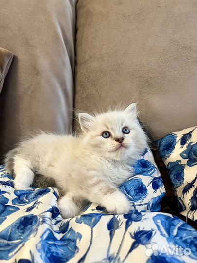 Котята рэгдолл 2 месяца