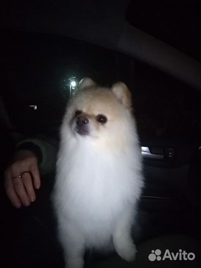 Померанский шпиц вязка