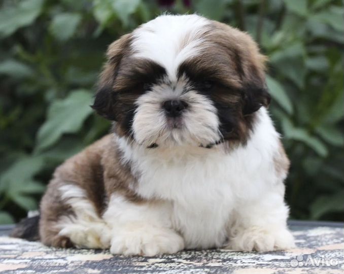Щенки ши-тцу