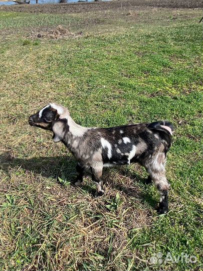 Англо нубийские козы