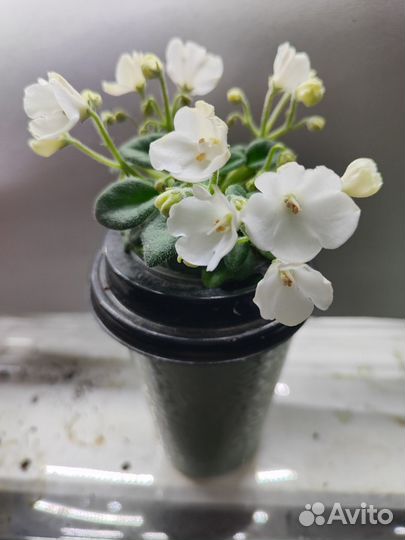 Фиалка emerald bell