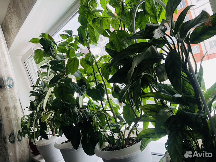 Комнатные растения