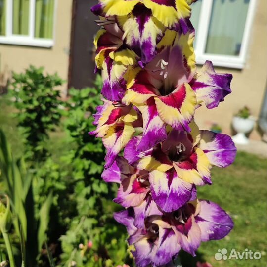 Гладиолусы луковицы