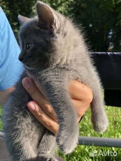 Котята чаузи