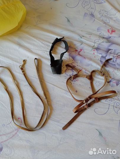 Амуниция для собак