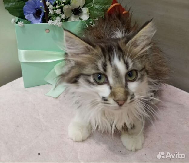 Котик 3 месяца