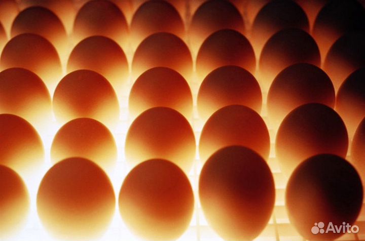 Инкубационное яйцо Гусь,Утка,Бройлер,Несушка,Индей