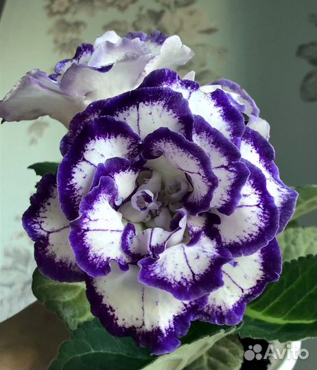 Глоксиния клубни