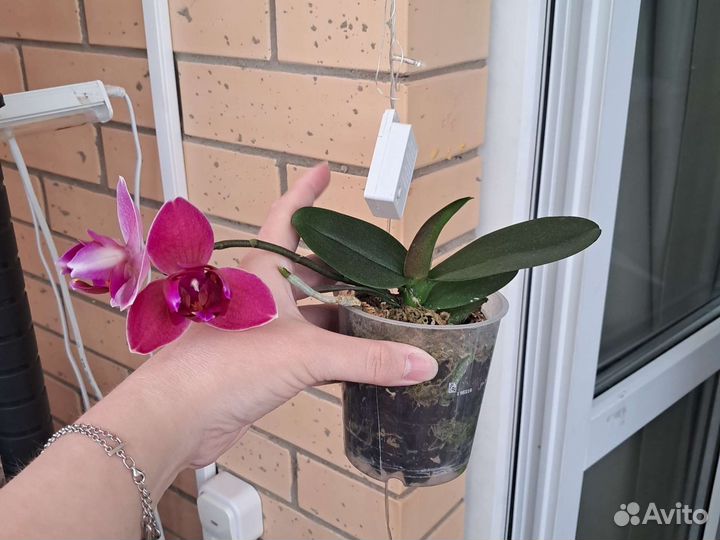 Фаленопсис(орхидеи-много,разные)