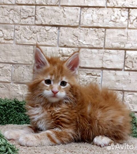 Котята мейн-кун с документами