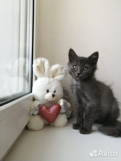 Котенок мальчик
