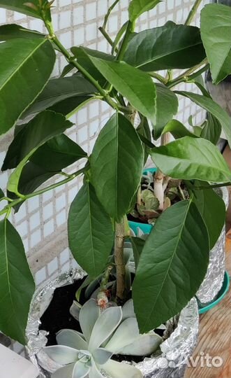 Лимоны комнатные