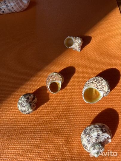 Морские ракушки раковины