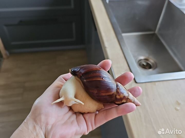 Улитка ахатины бесплатно