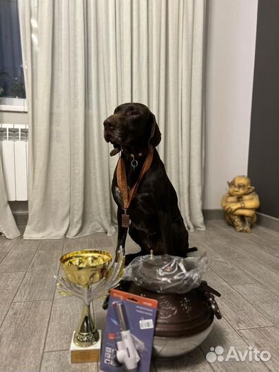 Курцхаар вязка