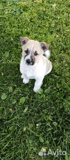 Собака в добрые руки отдам бесплатно