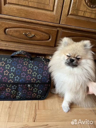 Переноска для собак