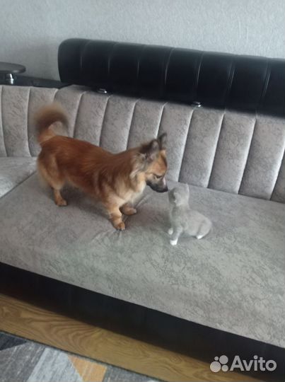 Собака в добрые руки