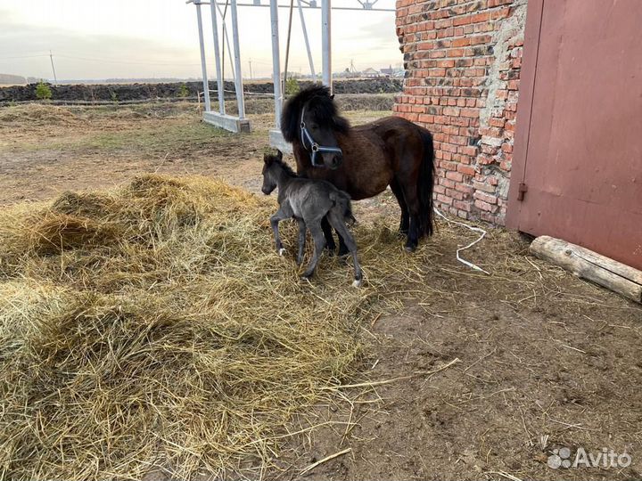 Продам пони