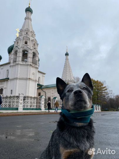 Собака в добрые руки Австралийский хилер
