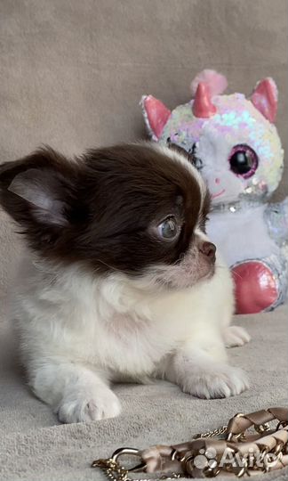 Шоколадно белый чихуахуа