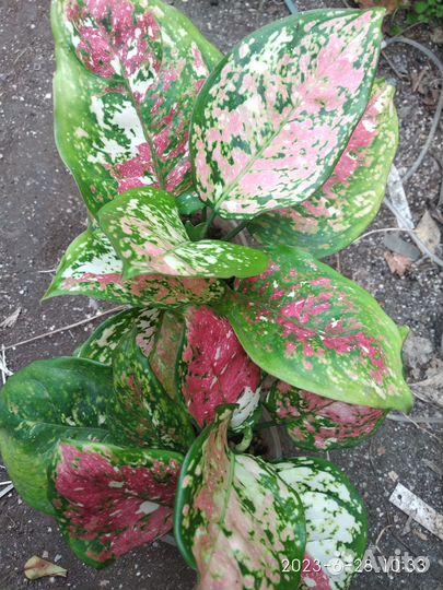 Аглаонемы разные