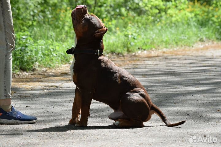 Американский булли вязка