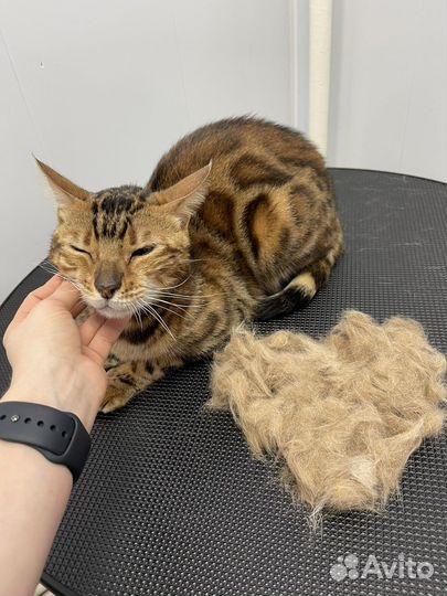 Груминг. Груминг собак и кошек. Стрижка собак