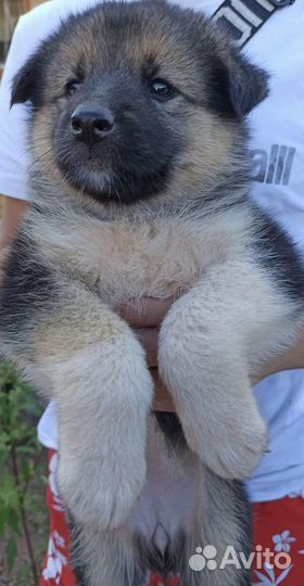 Отдам щенков на охрану