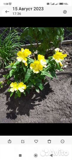 Флоксы, энотера, примула, медуница, гейхера