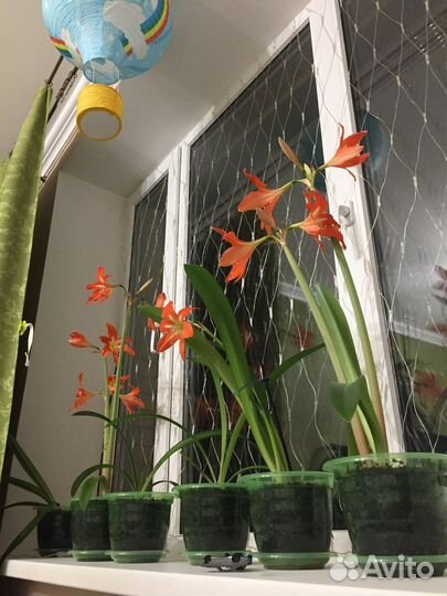 Цветок гиппеаструм лилия