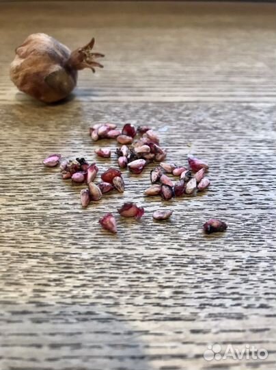 Семена карликового граната/Гранат карликовый/5шт