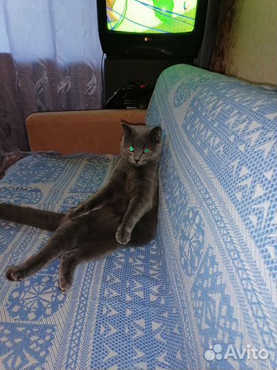 Отдам кота 1 год