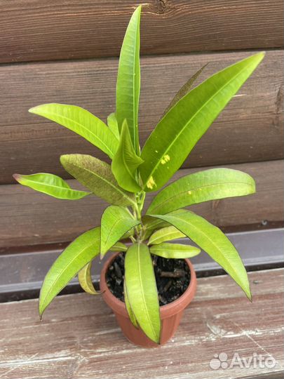 Кротон Мадам Баттерфляй